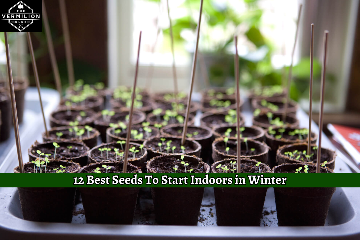 12 Best Seeds To Start Indoors in Winter