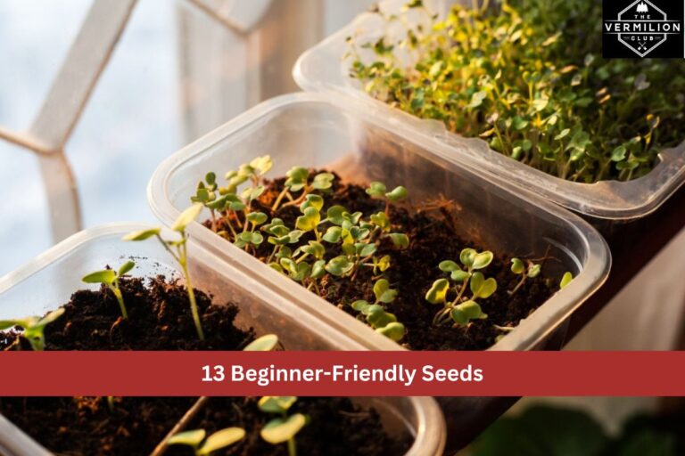 13 Beginner-Friendly Seeds