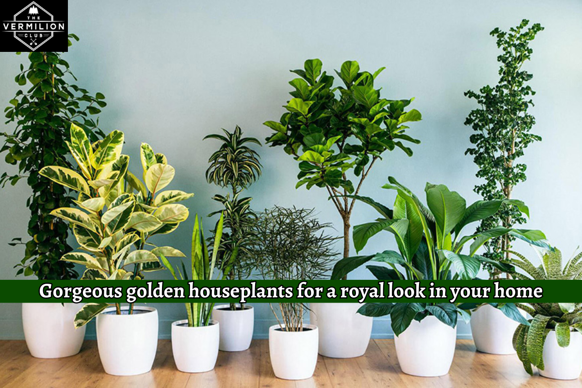 Gorgeous golden houseplants for a royal look in your home